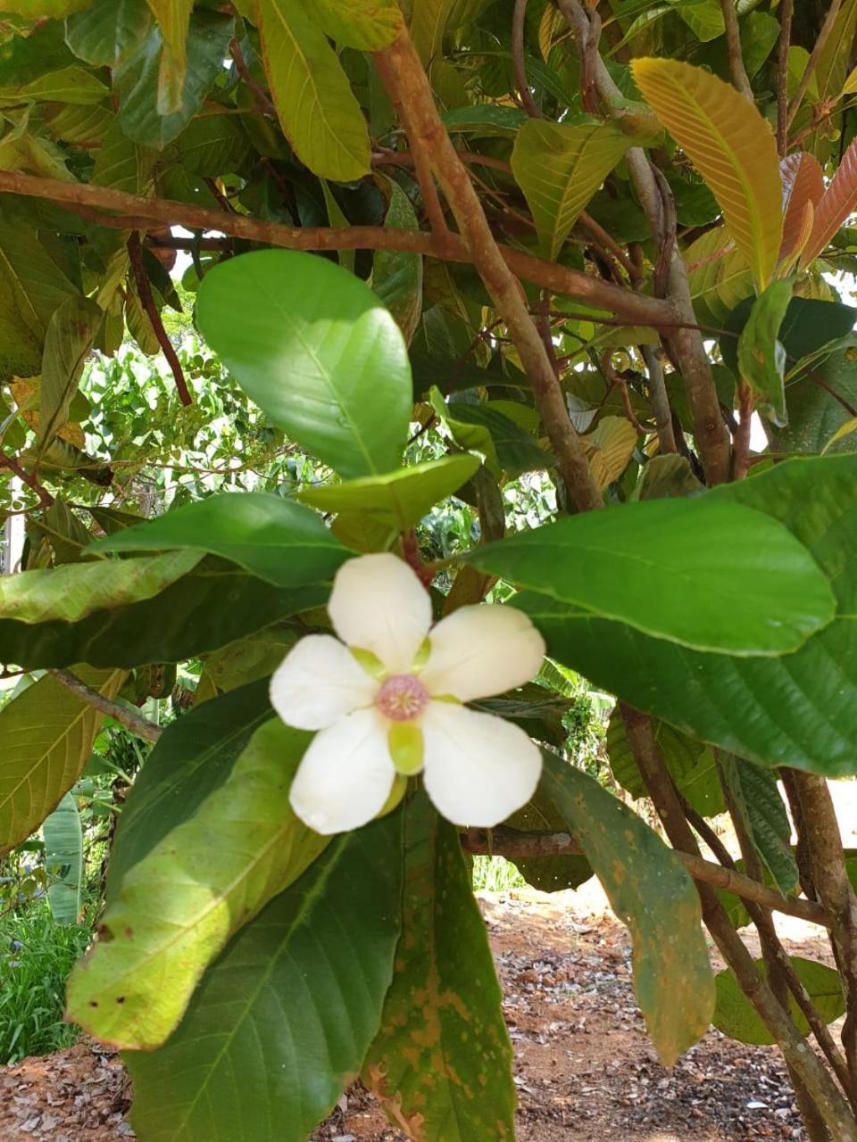Dillenia Canopy Mirissa Bagian luar foto