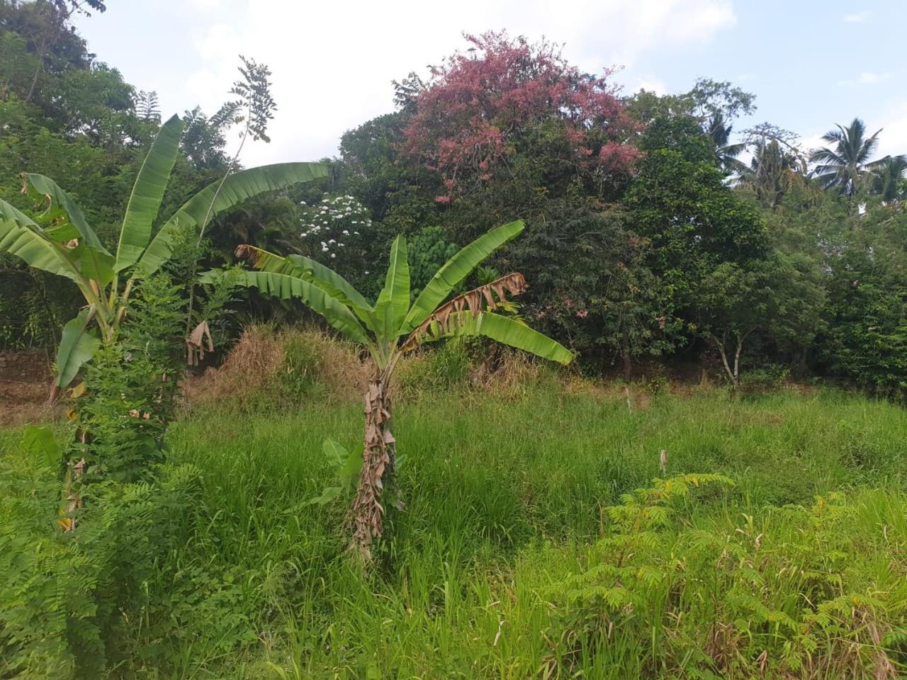 Dillenia Canopy Mirissa Bagian luar foto